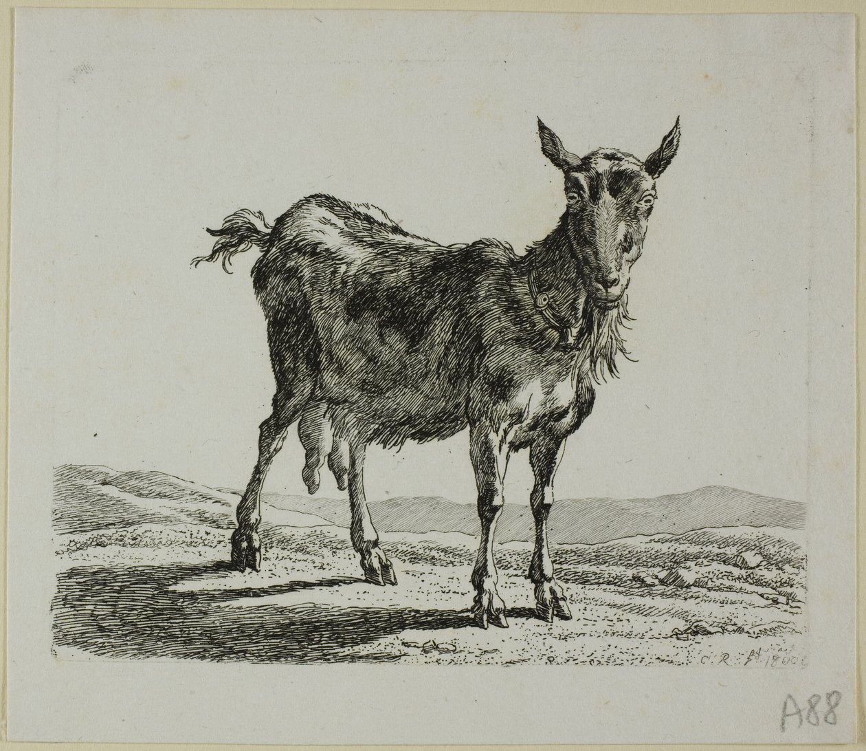 Stojąca Koza, z Die Zweite Thiernahme autorstwa Johann Christian Reinhart