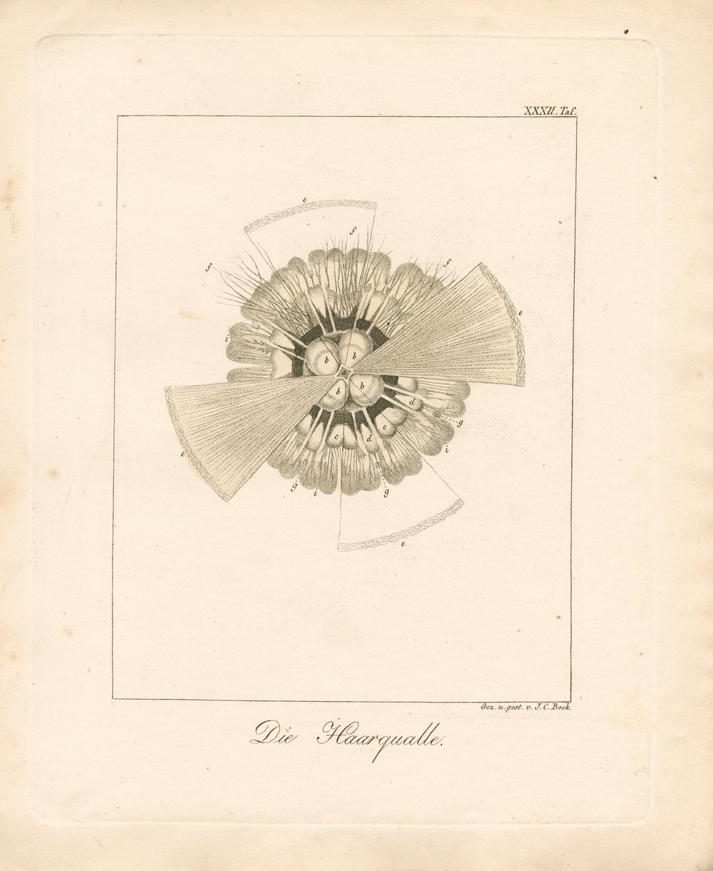  autorstwa Johann Christoph Bock