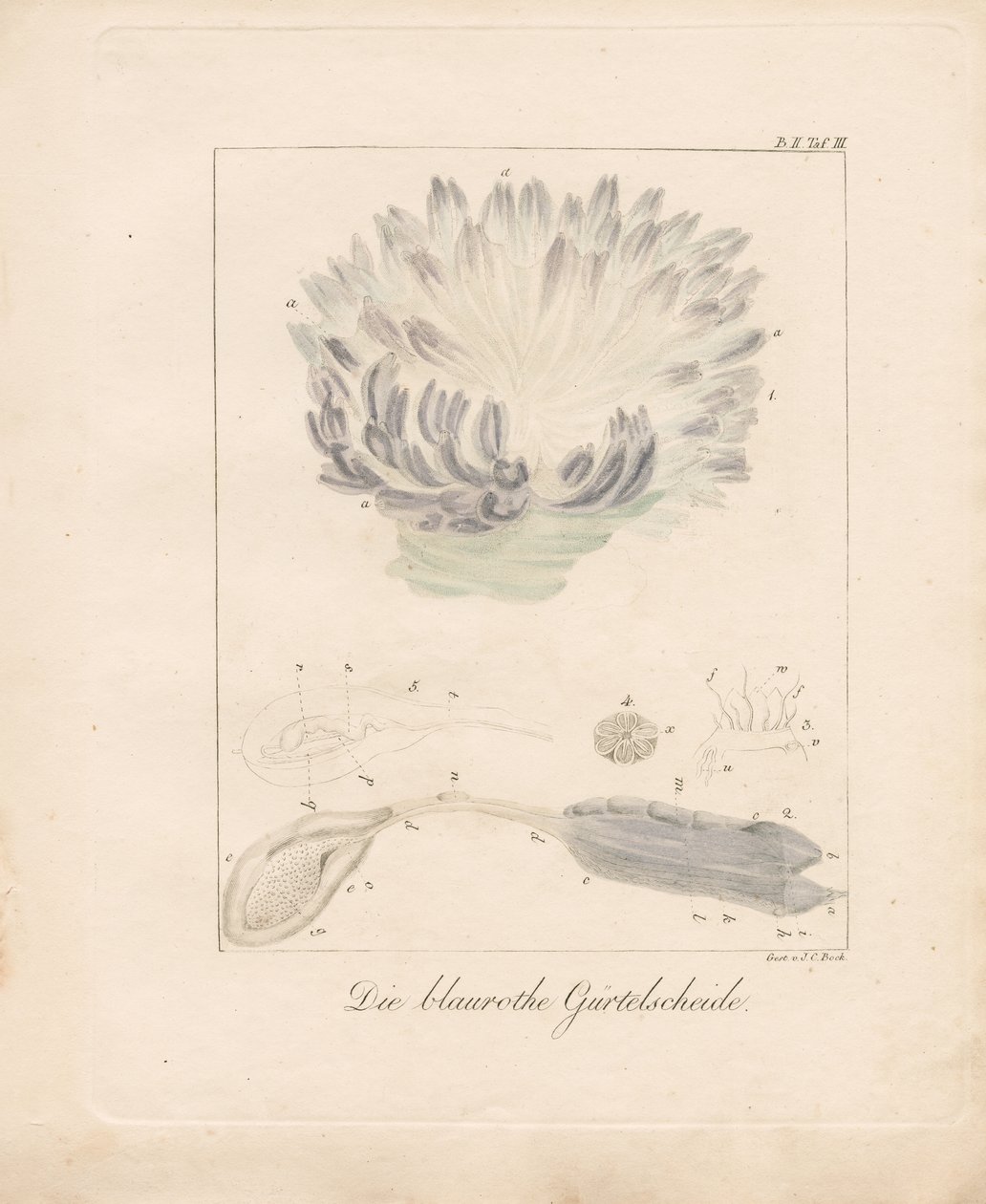  autorstwa Johann Christoph Bock