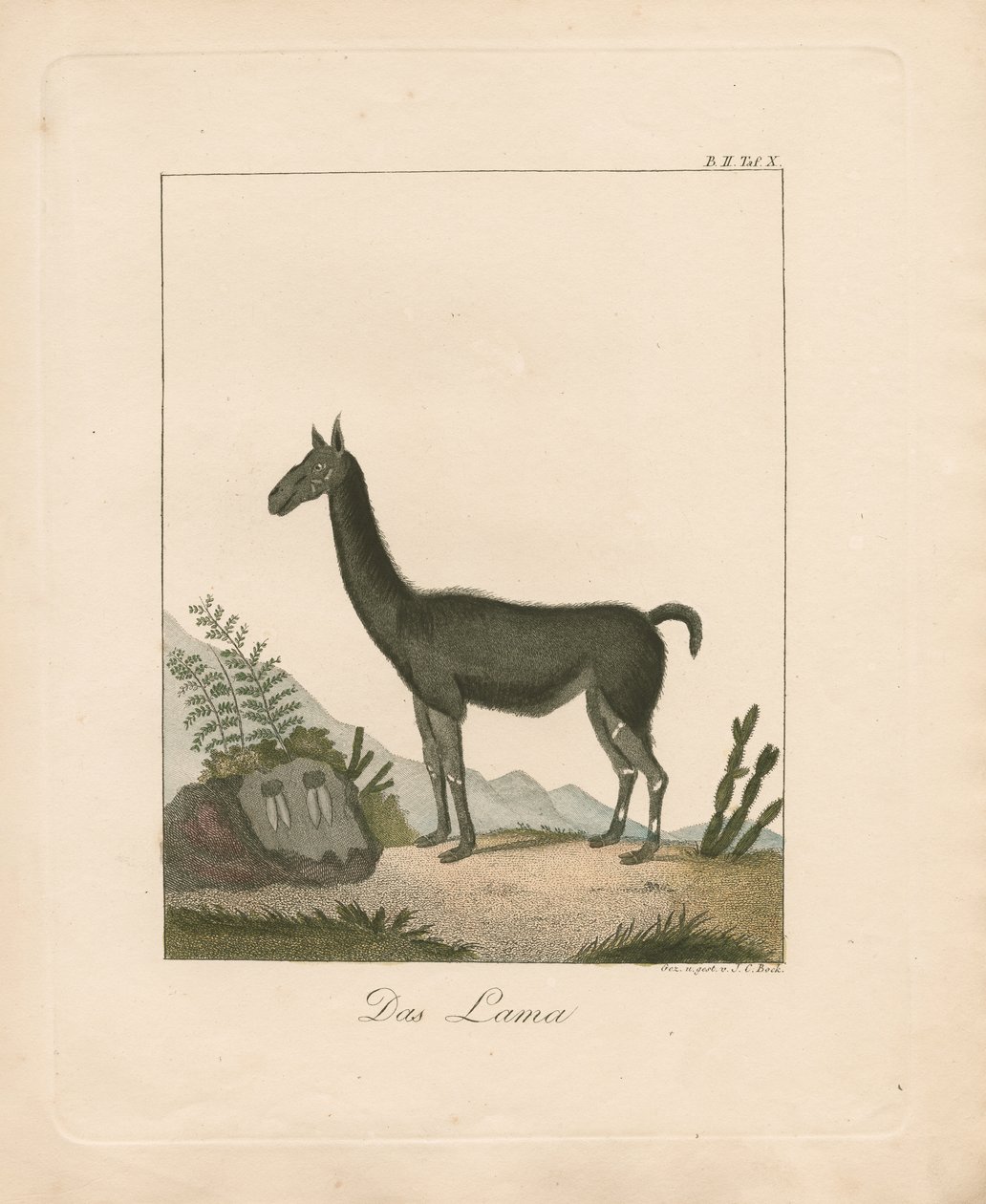Lama (ręcznie kolorowana litografia) autorstwa Johann Christoph Bock