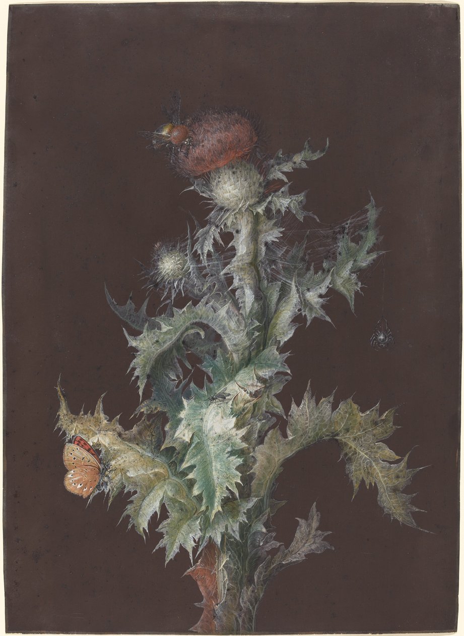 Oset z owadami autorstwa Johann Christoph Dietzsch