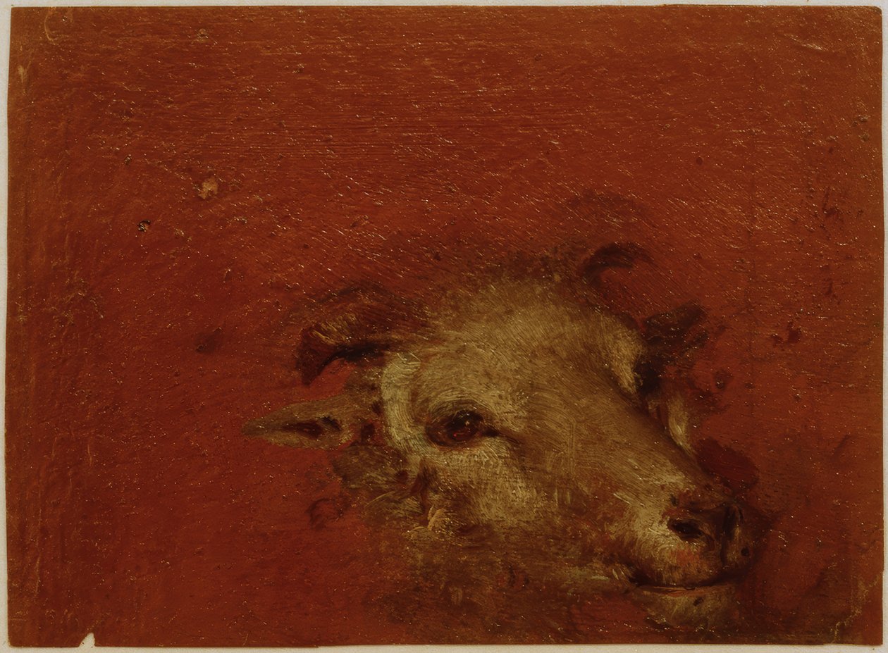 Koza głowa autorstwa Johann Conrad Seekatz