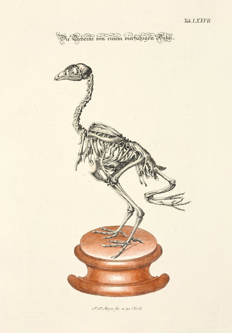  autorstwa Johann Daniel Meyer