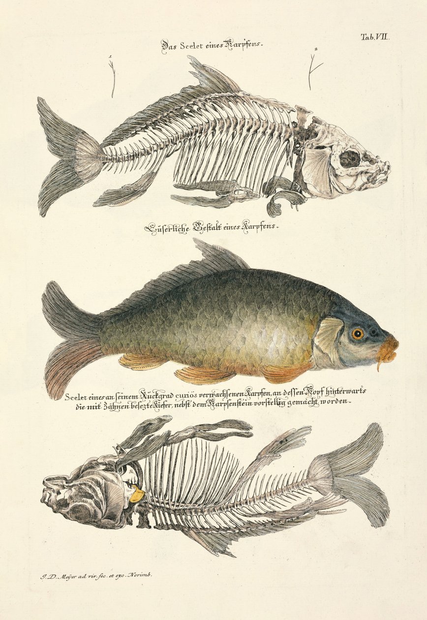  autorstwa Johann Daniel Meyer