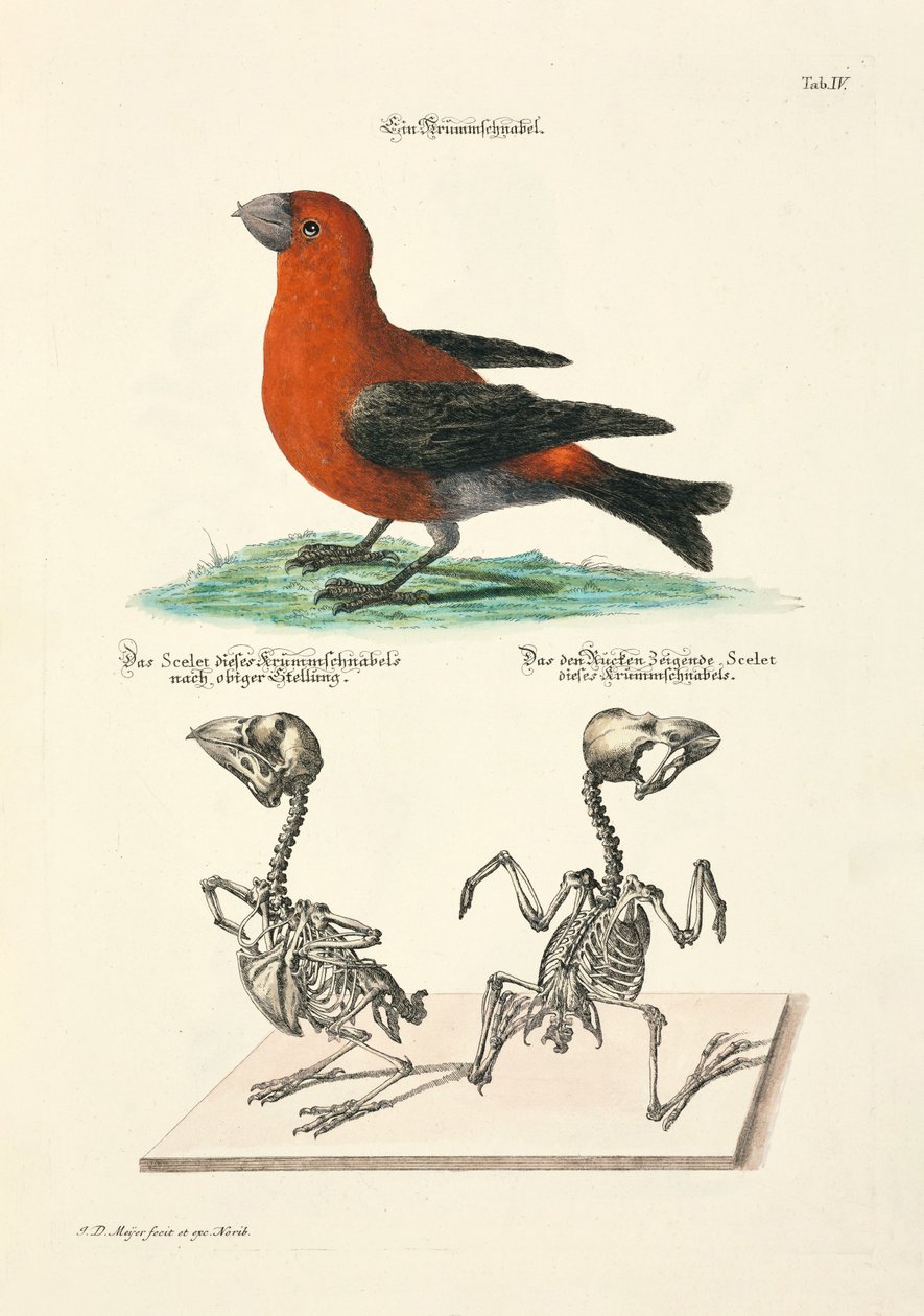  autorstwa Johann Daniel Meyer