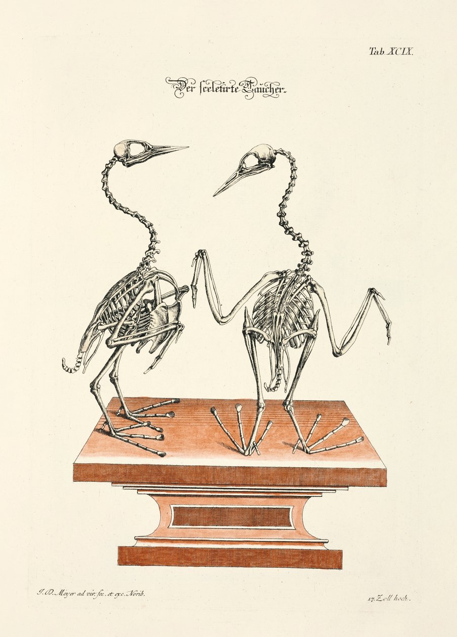  autorstwa Johann Daniel Meyer