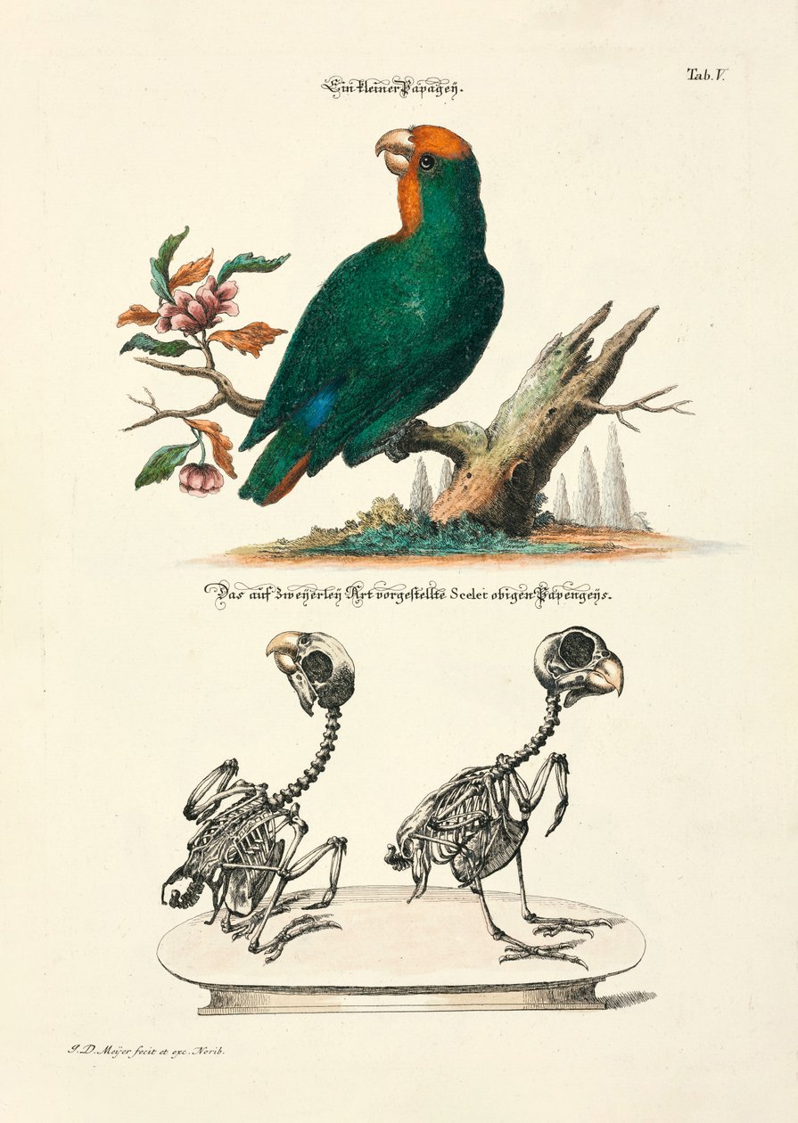 Mała papuga ze szkieletami autorstwa Johann Daniel Meyer