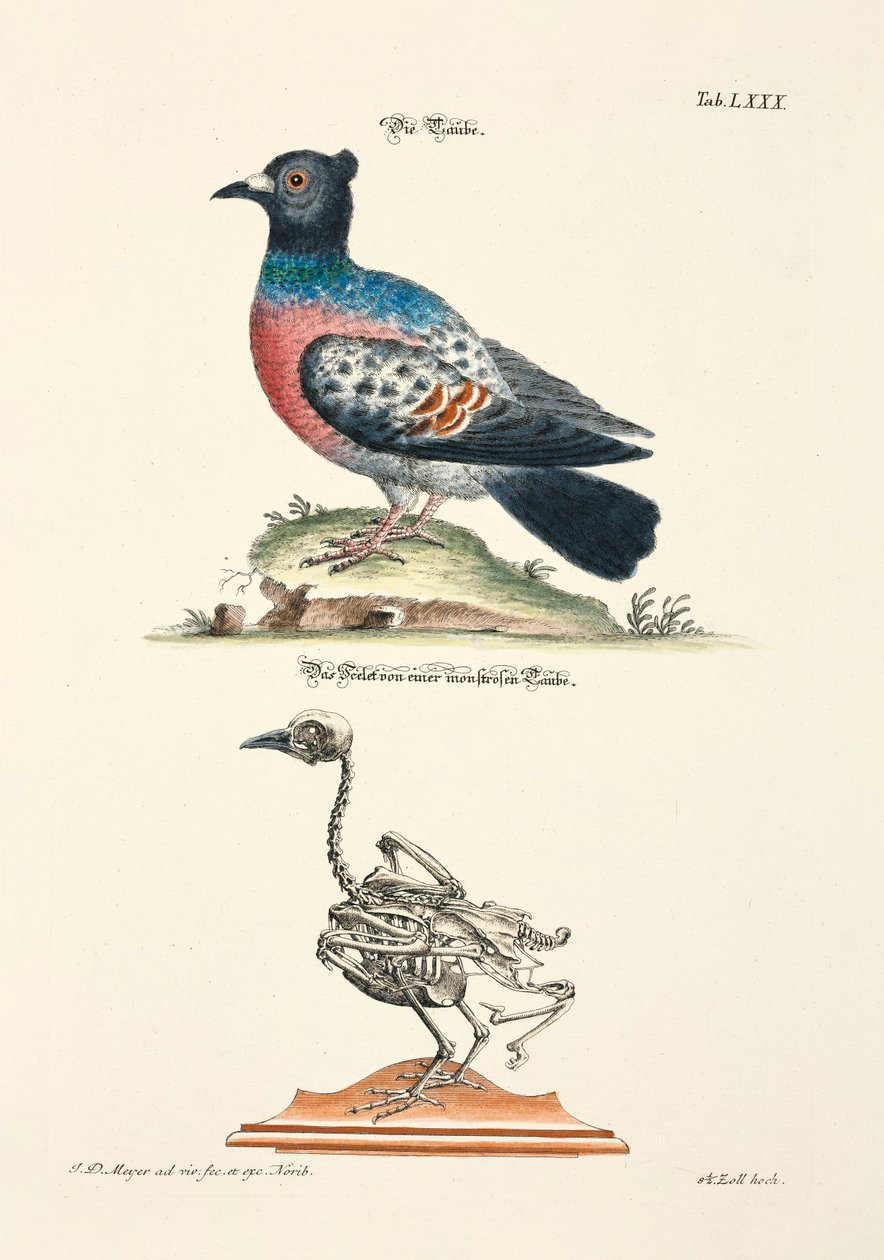 Gołąb i jego szkielet autorstwa Johann Daniel Meyer