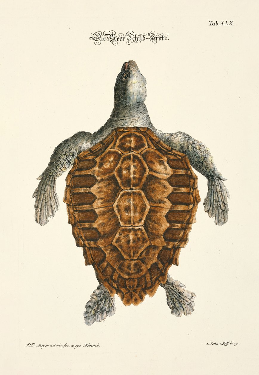  autorstwa Johann Daniel Meyer