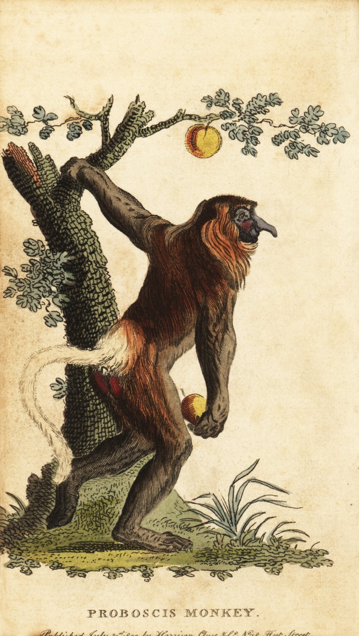Małpa długonosa, Nasalis larvatus. Zagrożony. 1800 (grawerowanie) autorstwa Johann Eberhard Ihle
