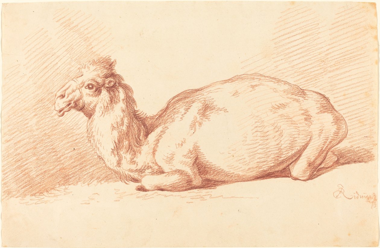 Dromader autorstwa Johann Elias Ridinger