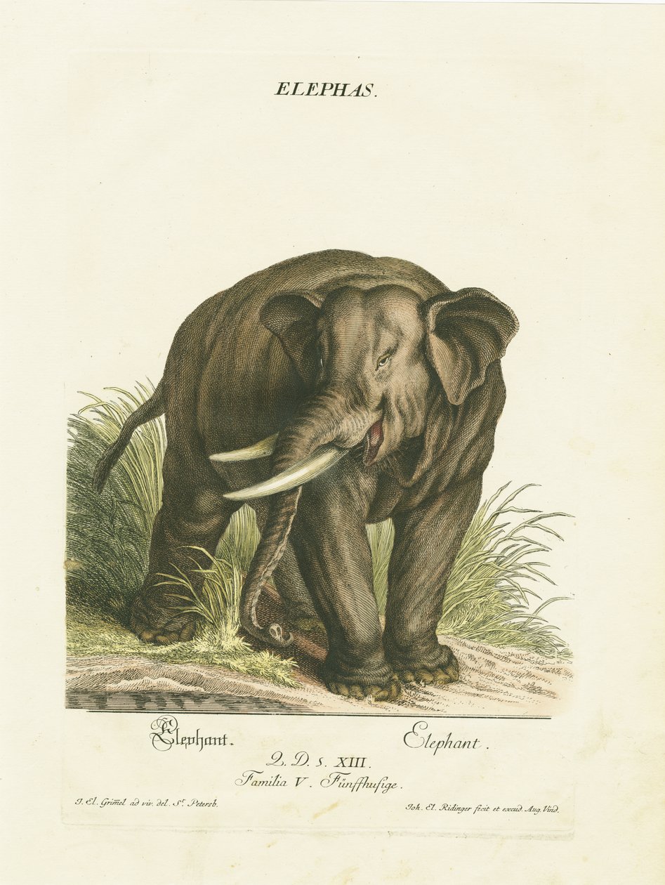  autorstwa Johann Elias Ridinger