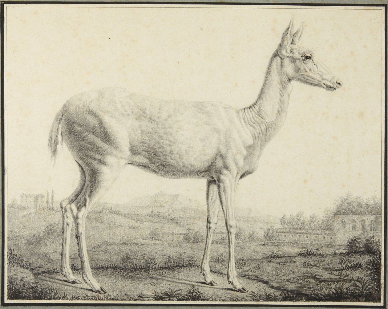 Jeleń autorstwa Johann Elias Ridinger