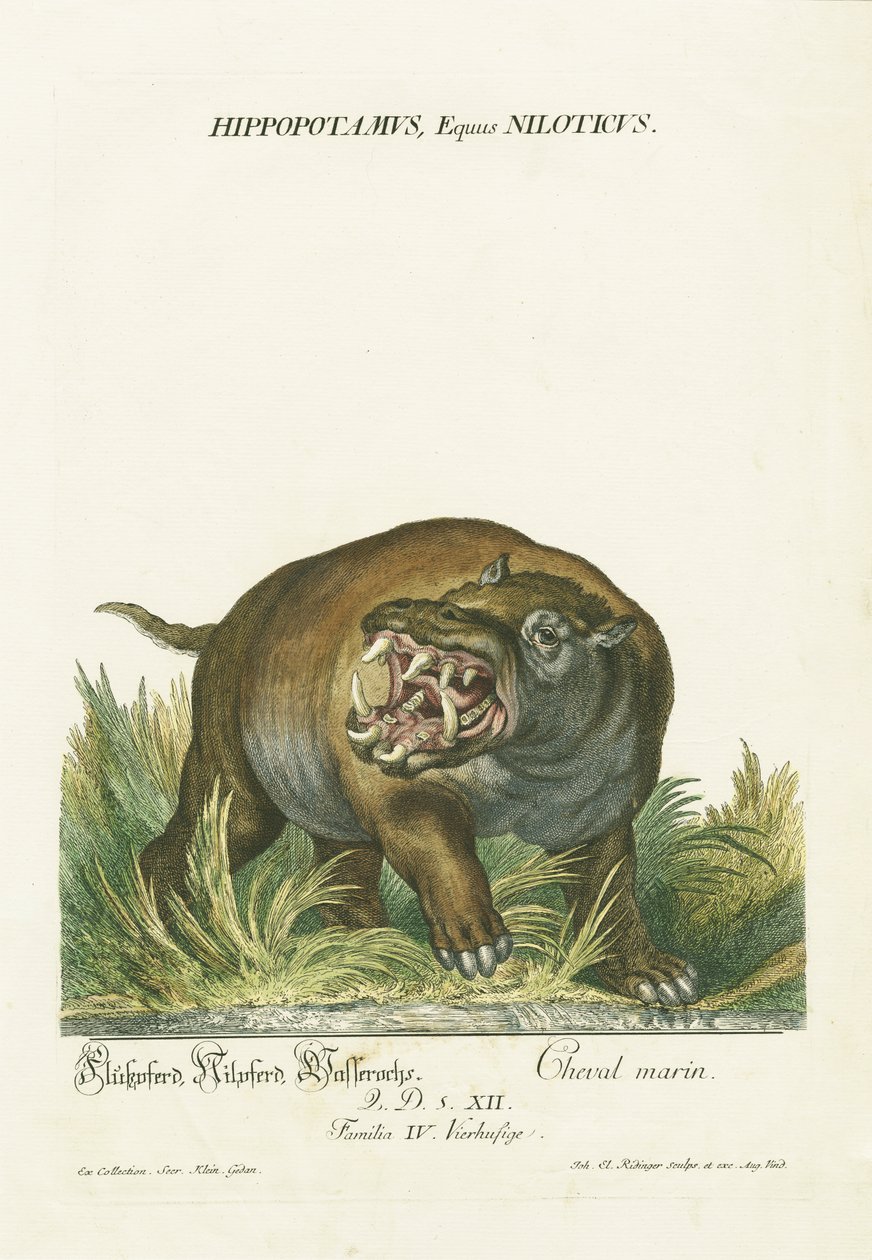  autorstwa Johann Elias Ridinger