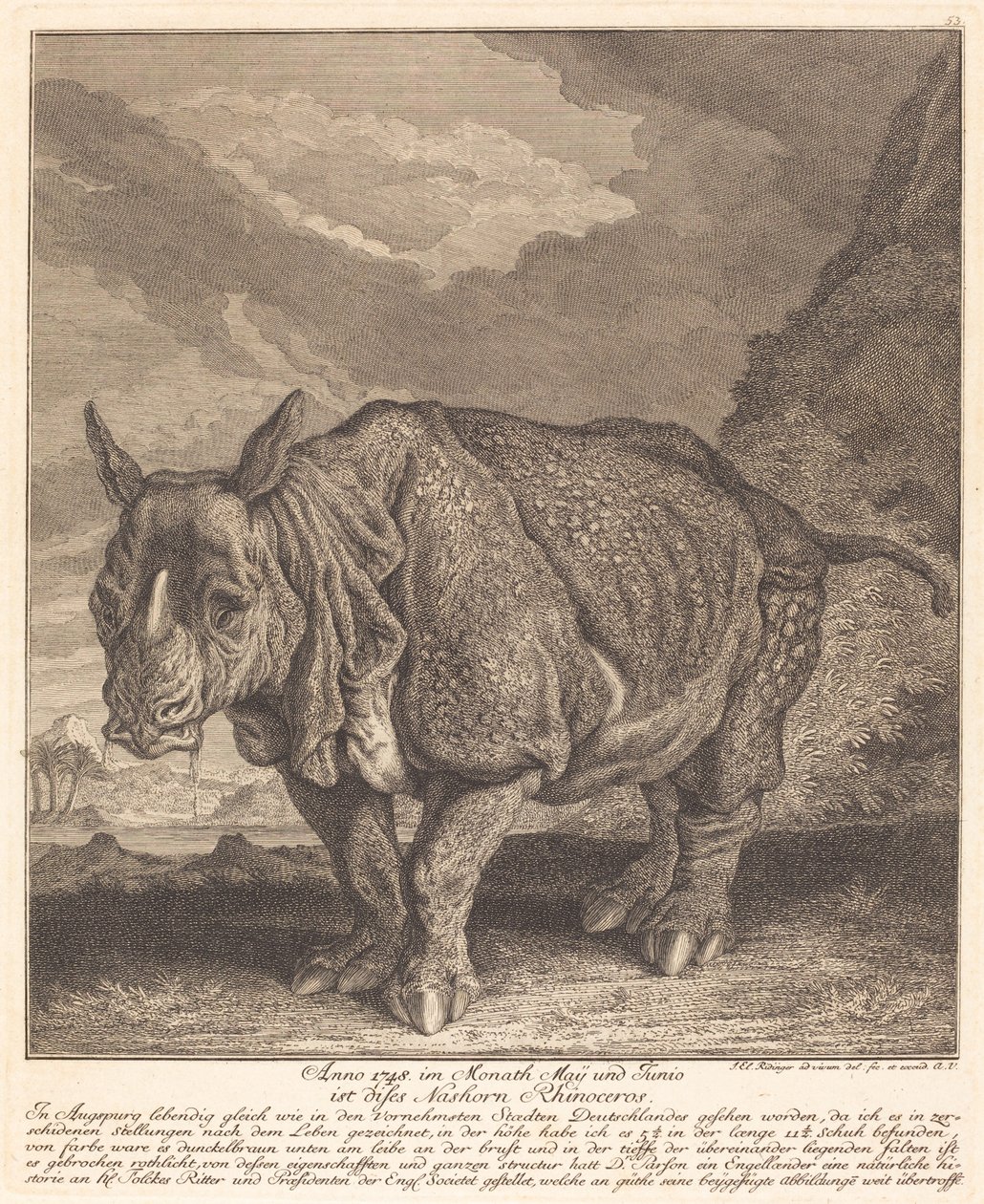 Nosorożec autorstwa Johann Elias Ridinger