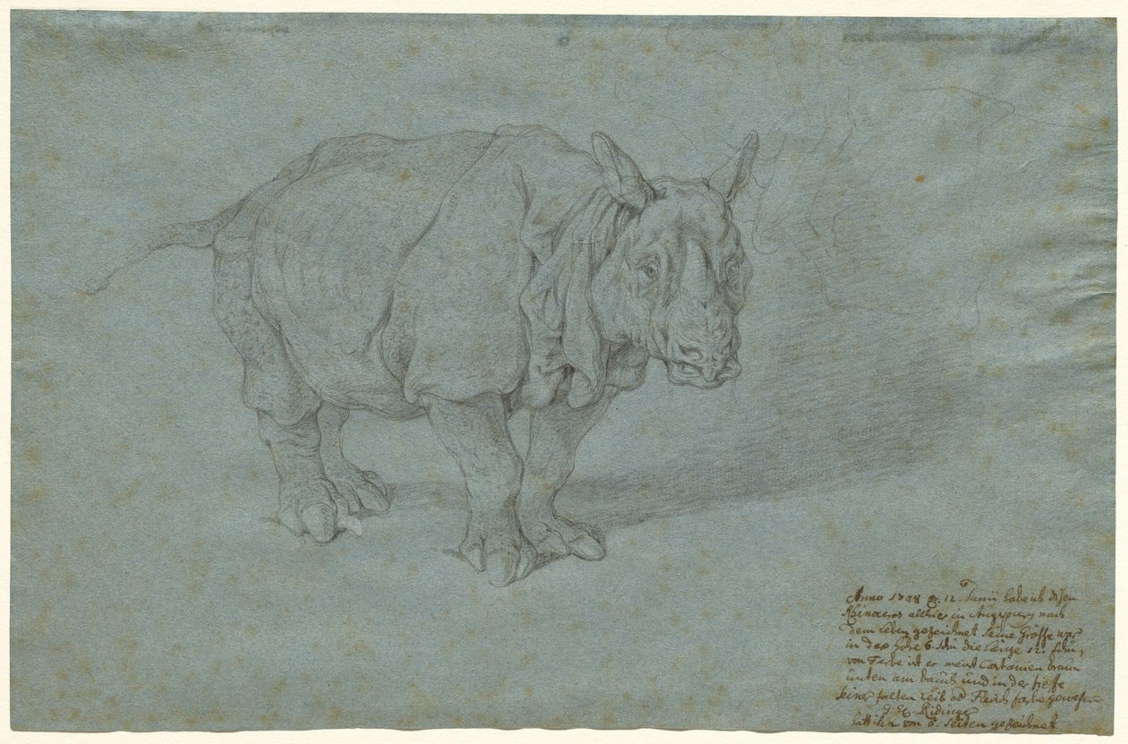 Nosorożec „Pani Clara” autorstwa Johann Elias Ridinger