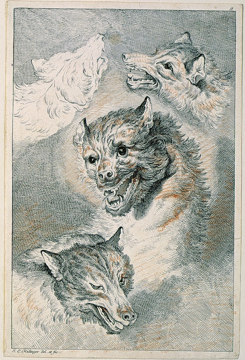 Cztery wilcze głowy autorstwa Johann Elias Ridinger