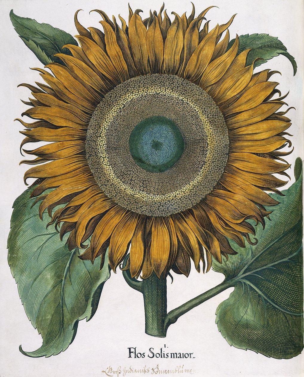 Flos Solis Major, 1613 autorstwa Johann Ernst Rentsch