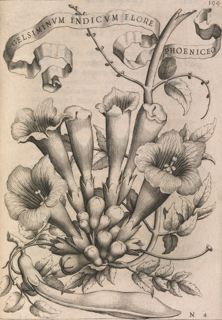 Gelsiminvm indicvm flore Fenicjan, 1633. autorstwa Johann Friedrich Greuter