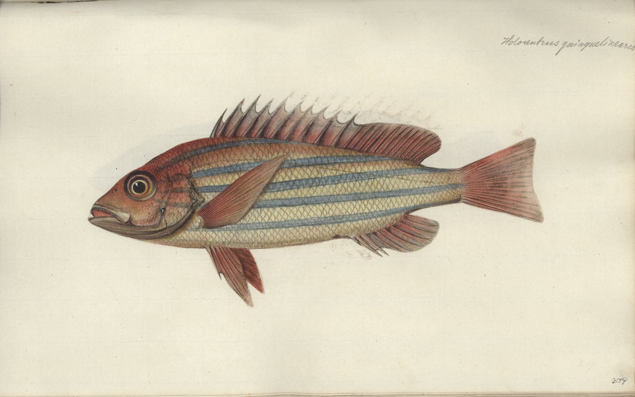 Lutjanus quinquelineatus, przed 1790 autorstwa Johann Friedrich Hennig