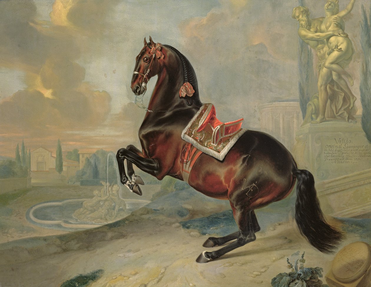 Ciemnogniady koń "Valido" wykonuje ruch lewadą autorstwa Johann Georg Hamilton
