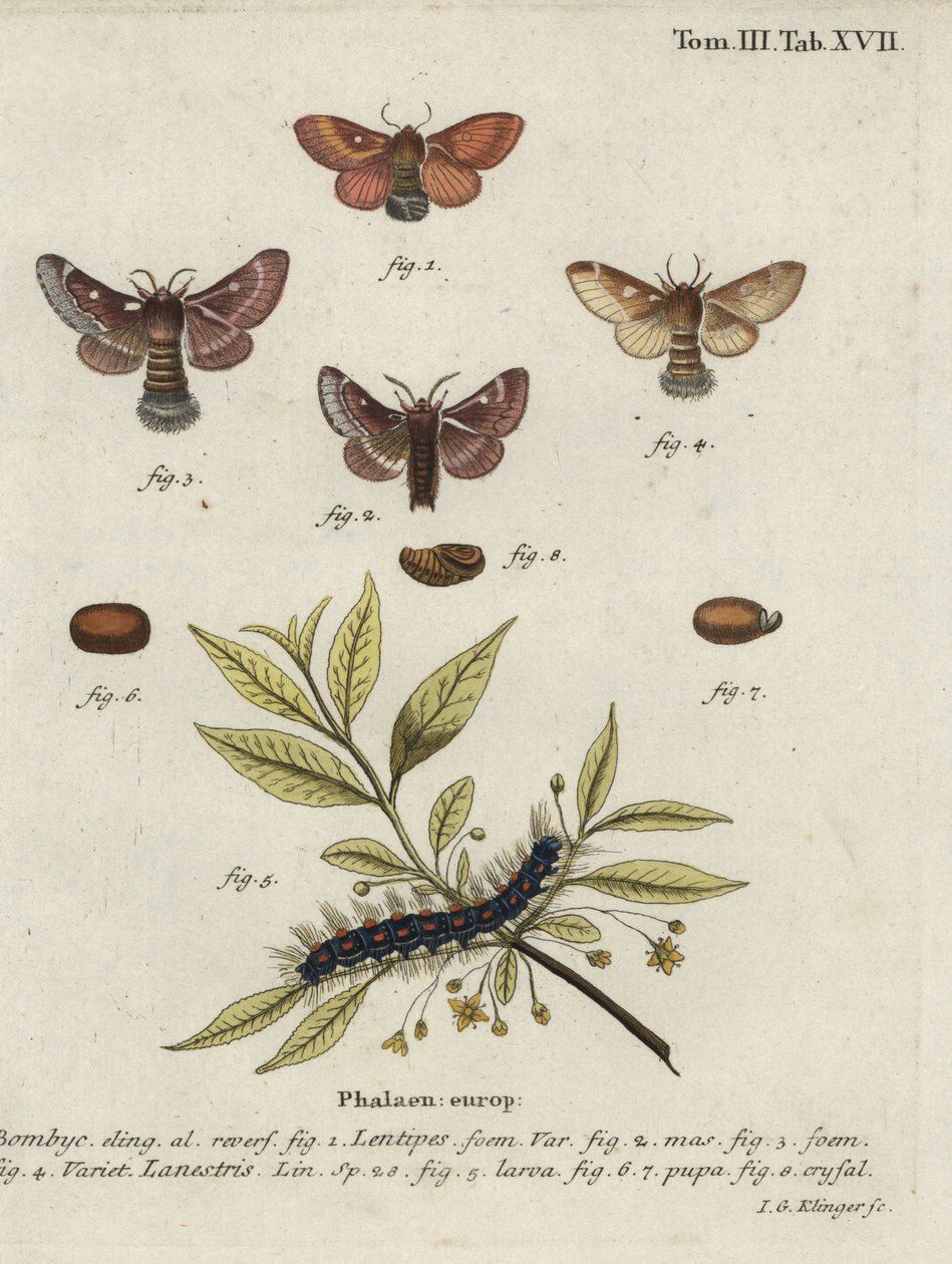 Owczarek wschodni i małe ćmy jajowate. autorstwa Johann Georg Klinger