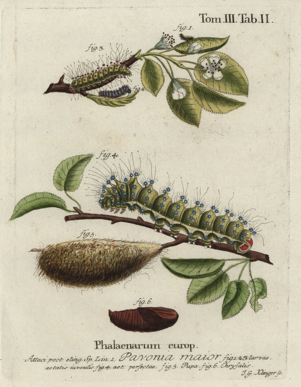 Cesarz ćma, paw Saturna, maska, lalka, poczwarka. autorstwa Johann Georg Klinger
