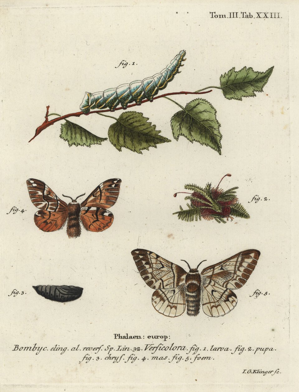 Chwała Kentyjczyków, Endromis versicolora. autorstwa Johann Georg Klinger