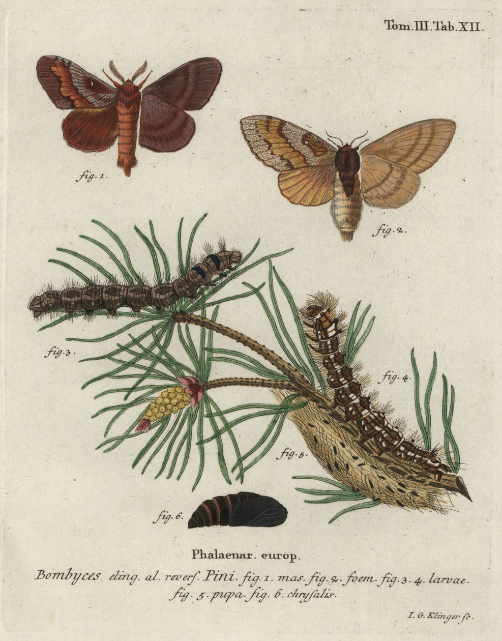 Laka sosnowa, Dendrolimus pini. autorstwa Johann Georg Klinger