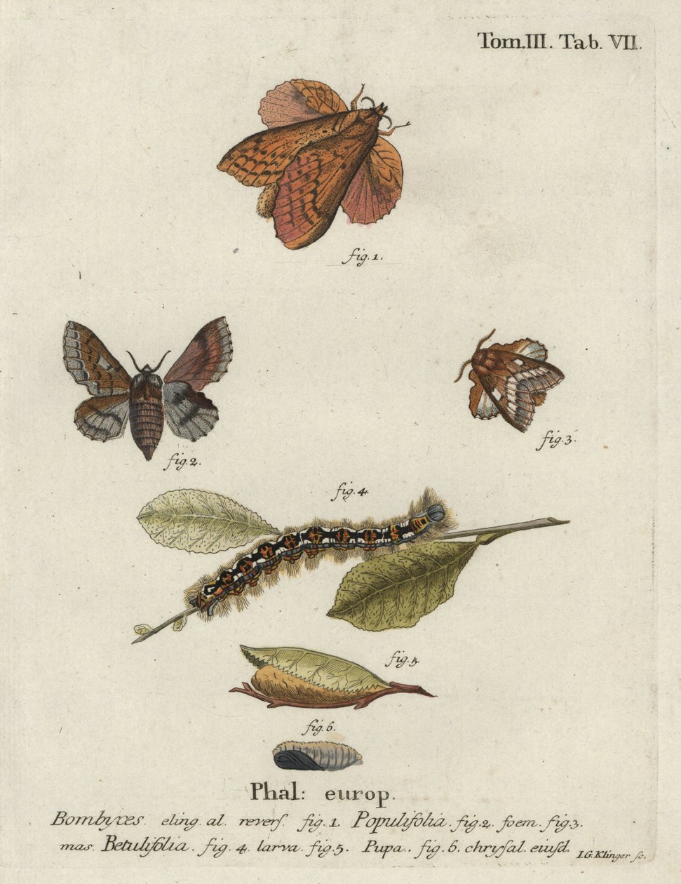 Topolowa lappet i małe ćmy lappet. autorstwa Johann Georg Klinger