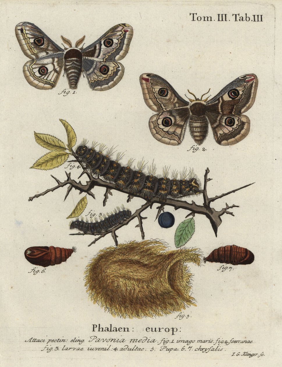 Sloe cesarz ćma, kręgosłup Saturna. autorstwa Johann Georg Klinger