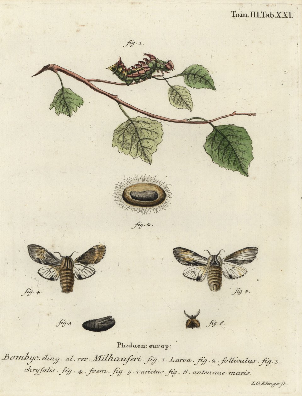 ćma wystająca, Harpyia milhauseri. autorstwa Johann Georg Klinger