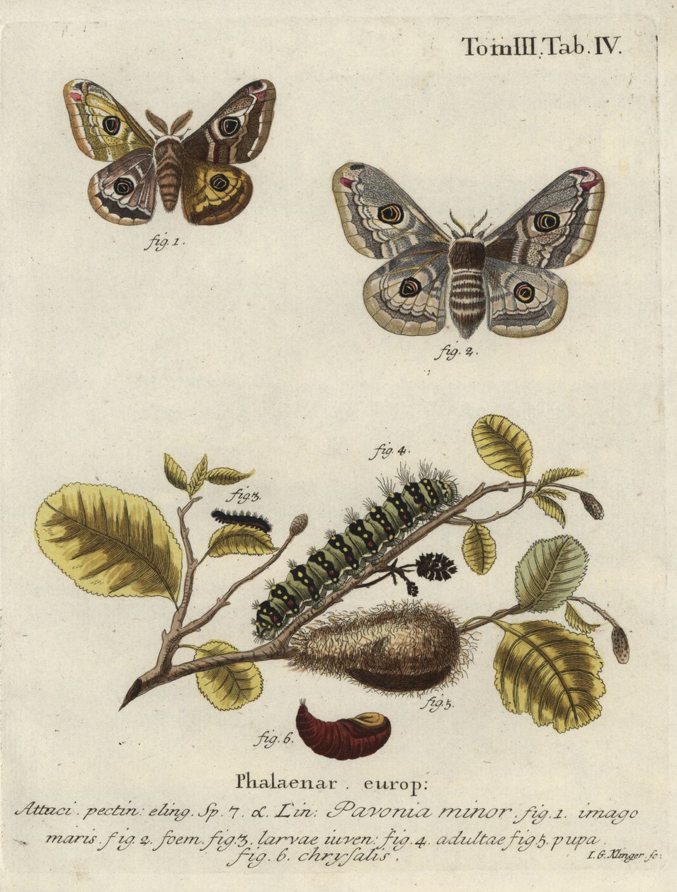 Nieznany obraz autorstwa Johann Georg Klinger