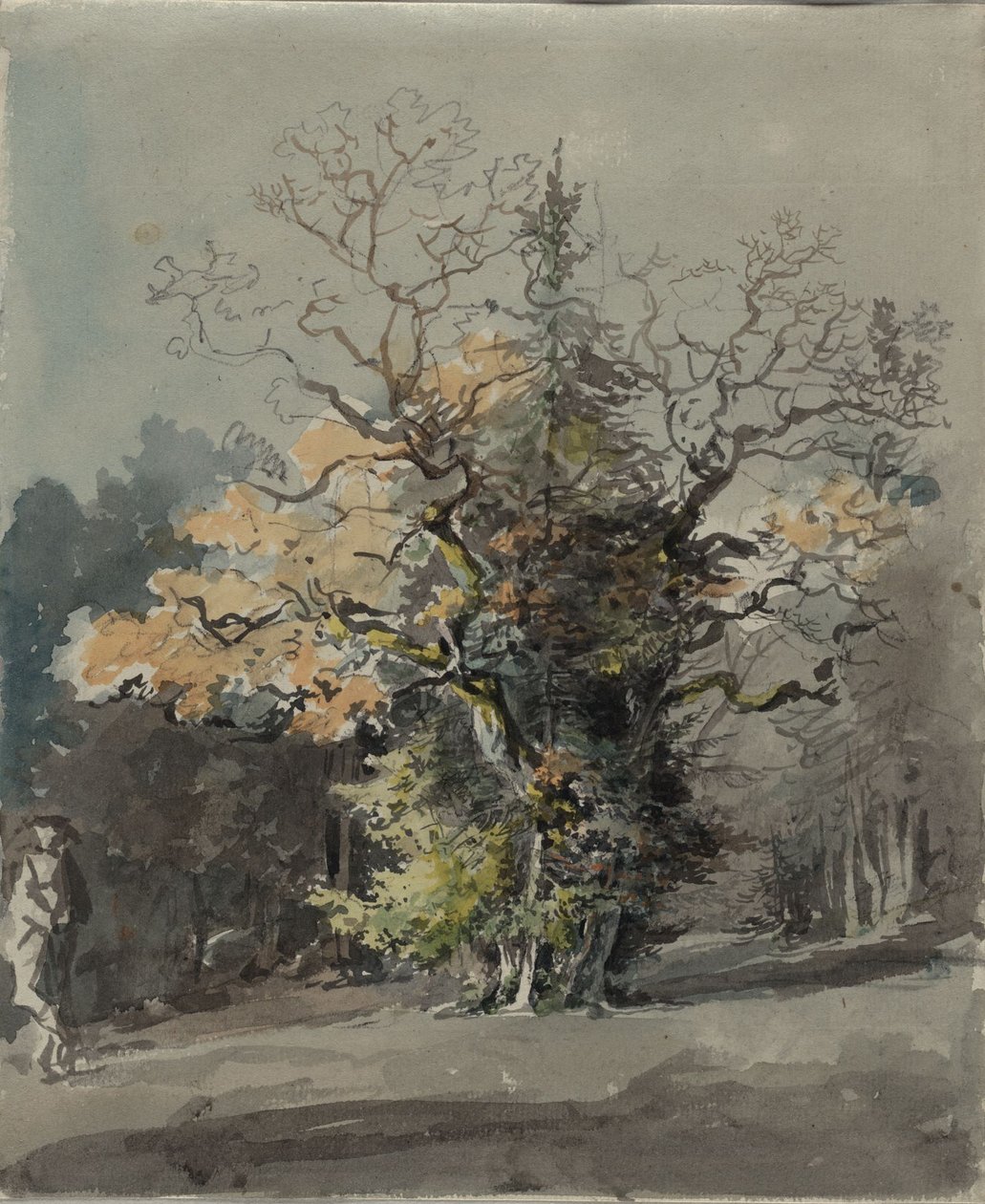 Grupa drzew przed lasem autorstwa Johann Georg von Dillis