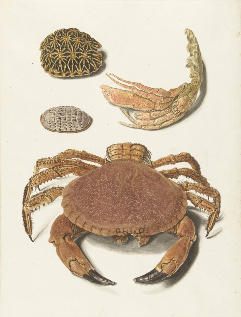 Krab, krabowe nożyce i dwie skorupy żółwia autorstwa Johann Gustav Hoch