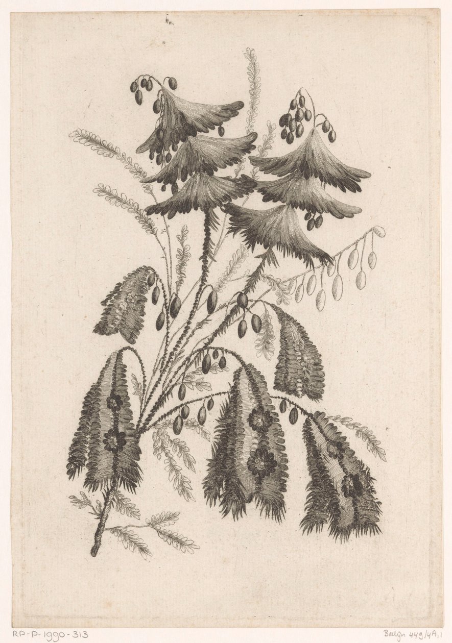 Parasolachtige bloemen Kolekcja kwiatów nowego smaku; For the Manufacture des Etoffes de Perse (tytuł serii) autorstwa Johann Heinrich  Hess