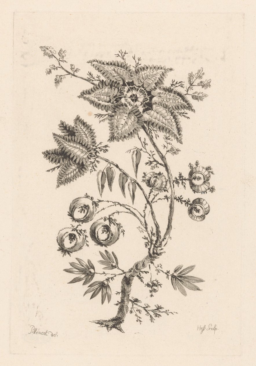 kwiaty w kształcie gwiazdy Fleures Baroques (tytuł serii) autorstwa Johann Heinrich  Hess