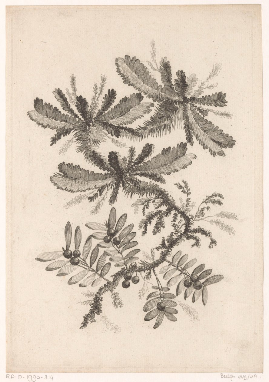 Takken spotkał się z Bessen Kolekcja kwiatów nowego smaku; For the Manufacture des Etoffes de Perse (tytuł serii) autorstwa Johann Heinrich  Hess