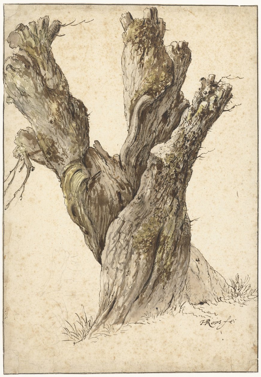 Wierzba ogłowiona autorstwa Johann Heinrich Roos