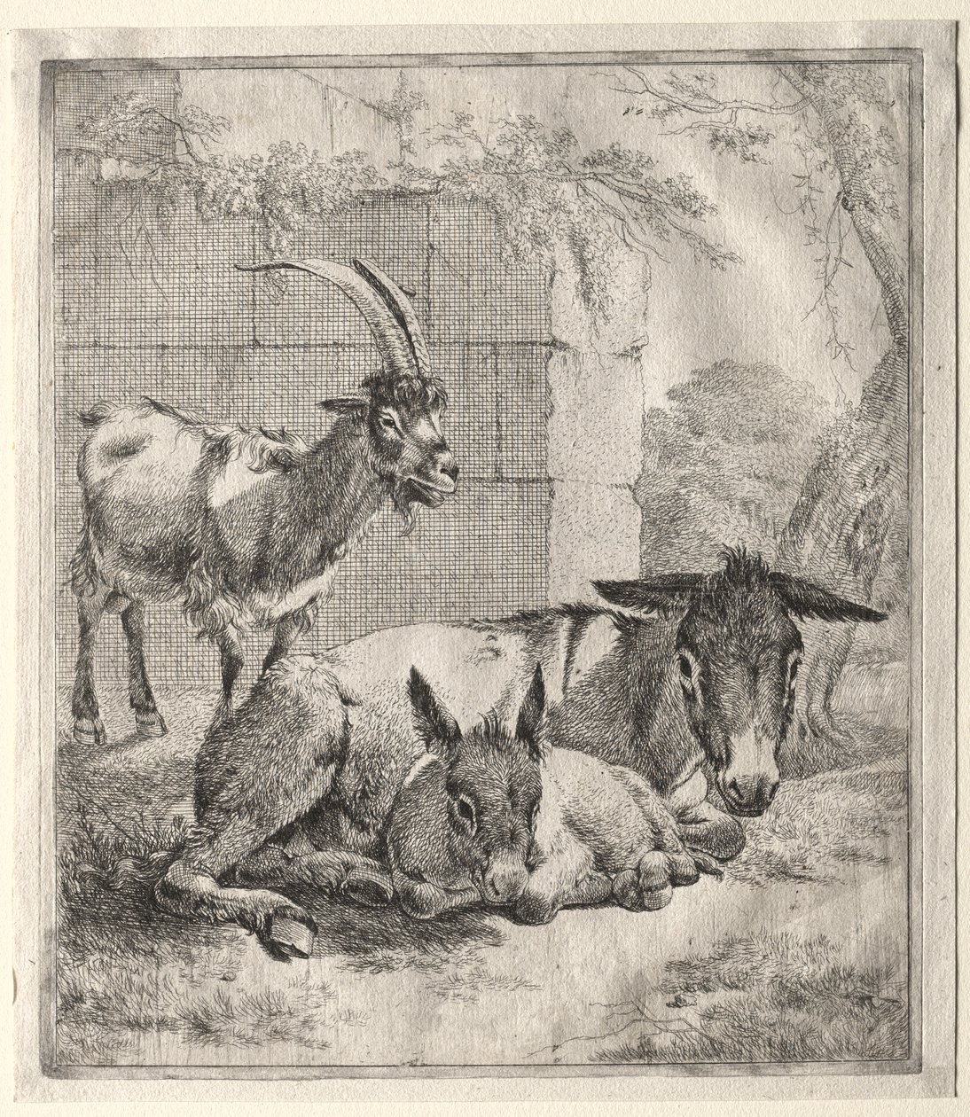 Koza i Osły autorstwa Johann Heinrich Roos