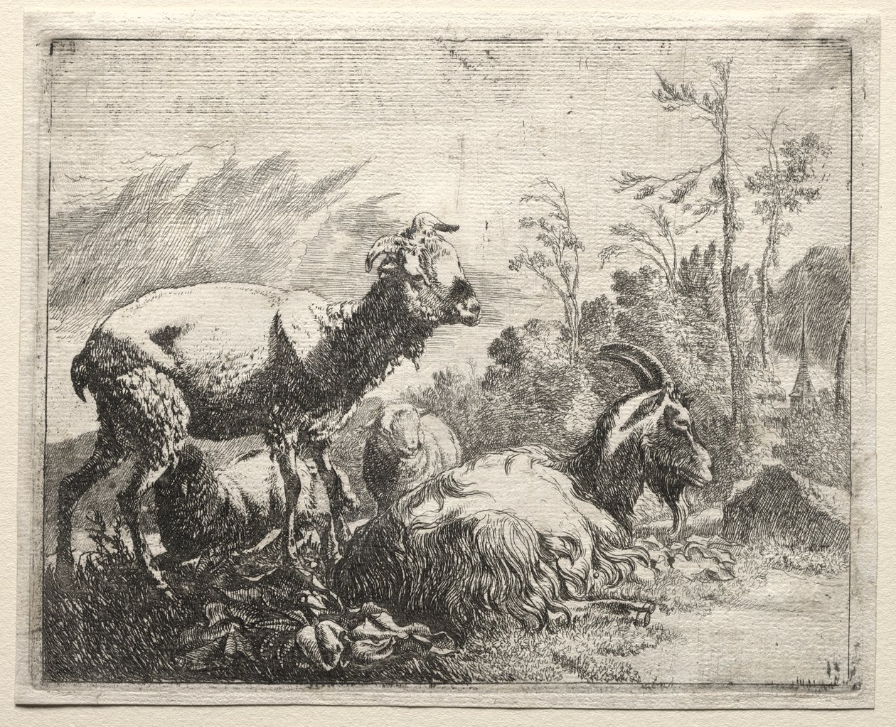 Kozy autorstwa Johann Heinrich Roos