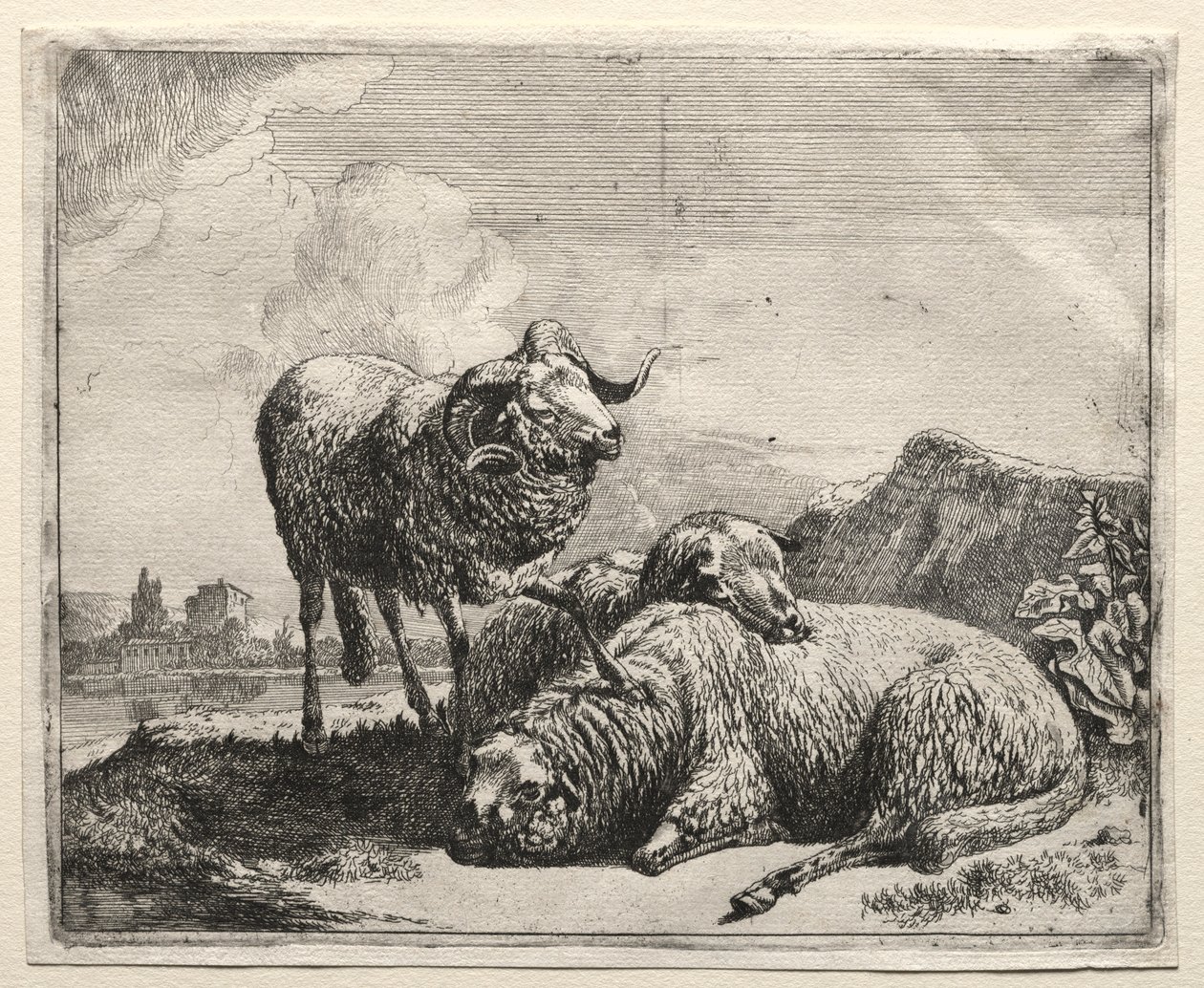 Baran i dwie owce, 1665. autorstwa Johann Heinrich Roos