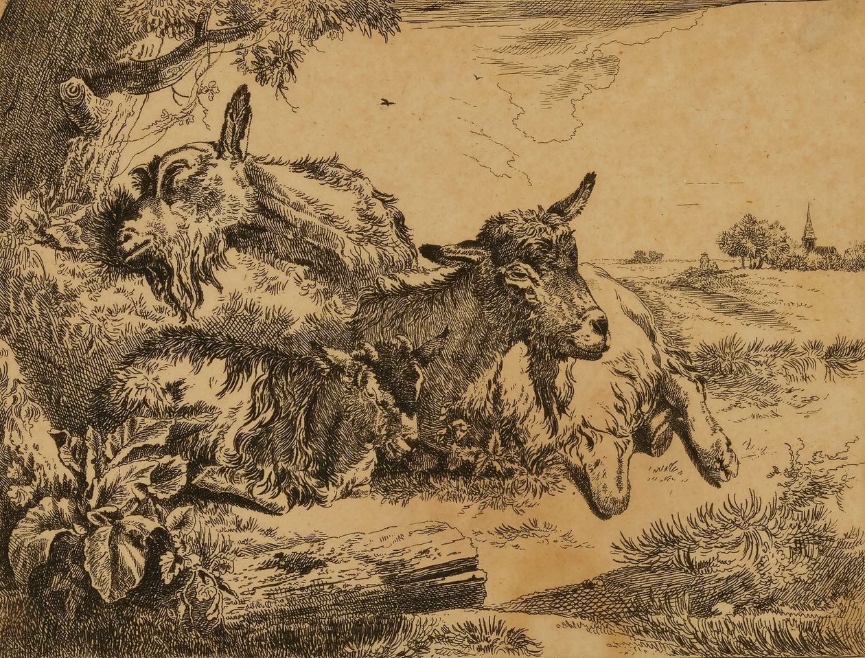 Dwie kozy i koźlę autorstwa Johann Heinrich Roos