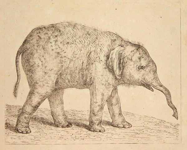Słoń (akwaforta) autorstwa Johann Heinrich Wilhelm Tischbein