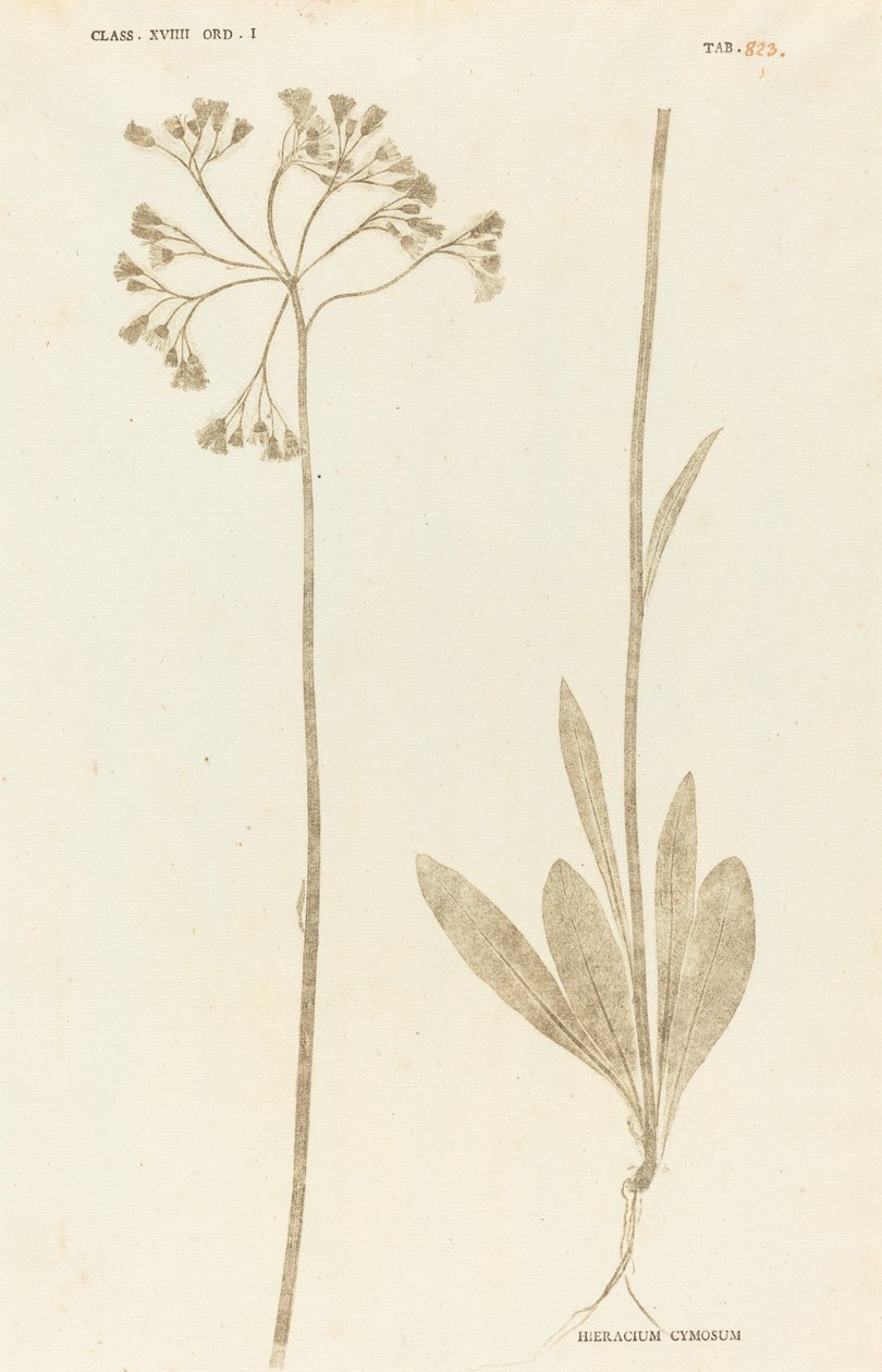 Hieracium cymosum autorstwa Johann Hieronymus Kniphof
