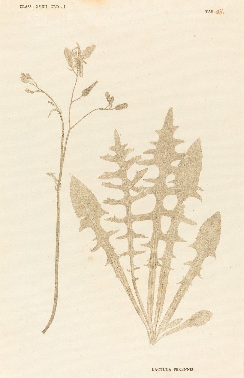 Sałata wieloletnia autorstwa Johann Hieronymus Kniphof