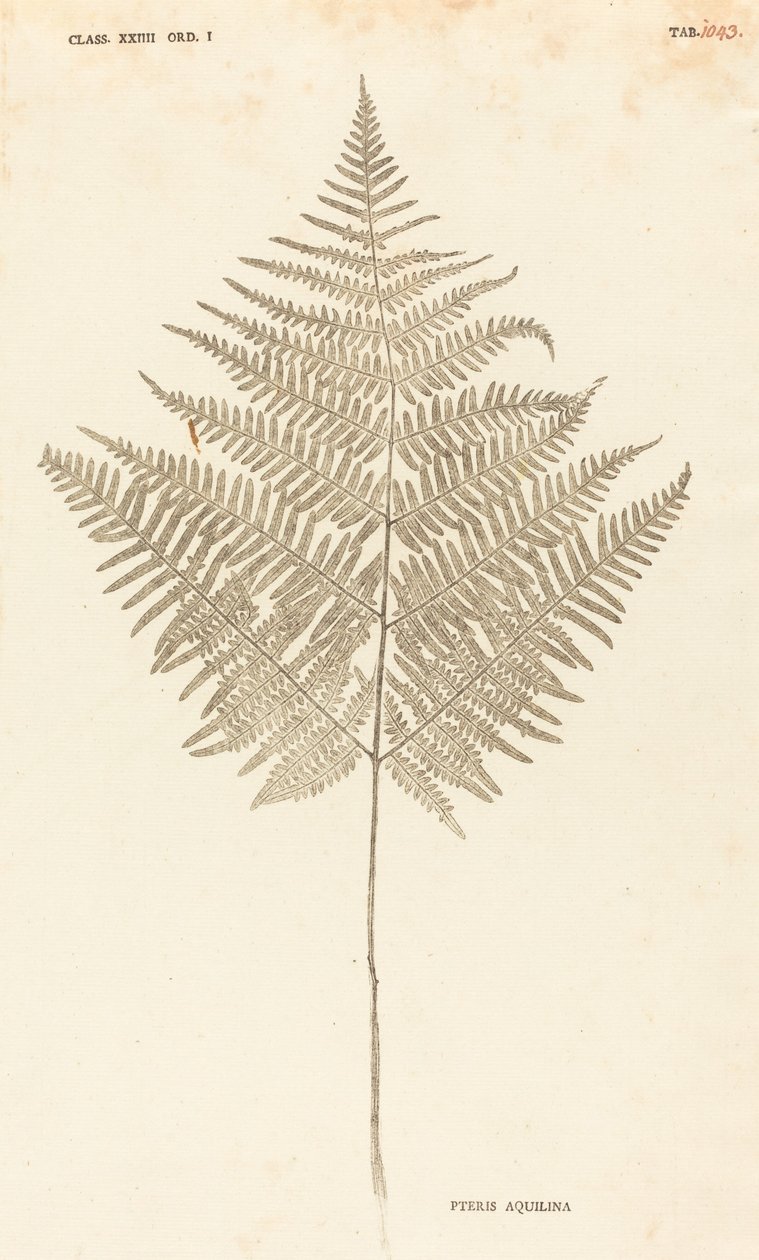 Pteris Akwilina autorstwa Johann Hieronymus Kniphof