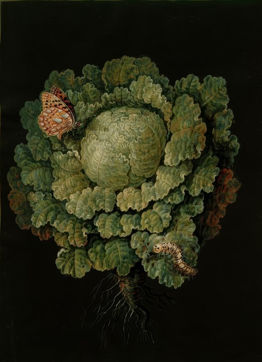 Kapusta włoska / kapusta, Falter / J. i B. Dietzsch autorstwa Johann Jacob Dietzsch