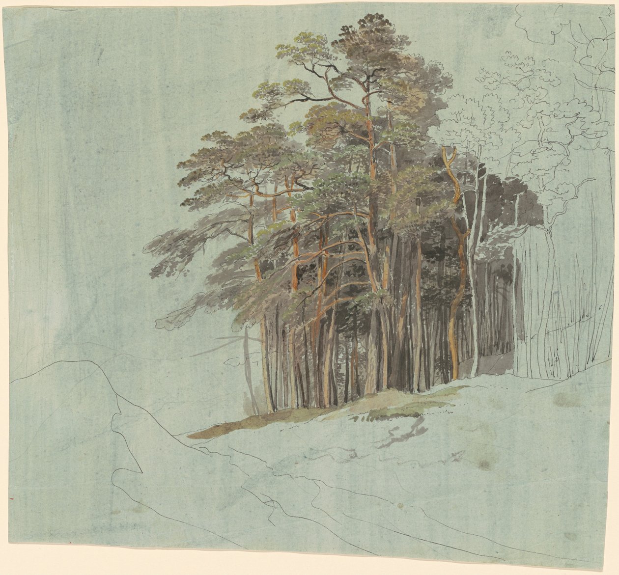Studium sosen autorstwa Johann Jakob Dorner the younger