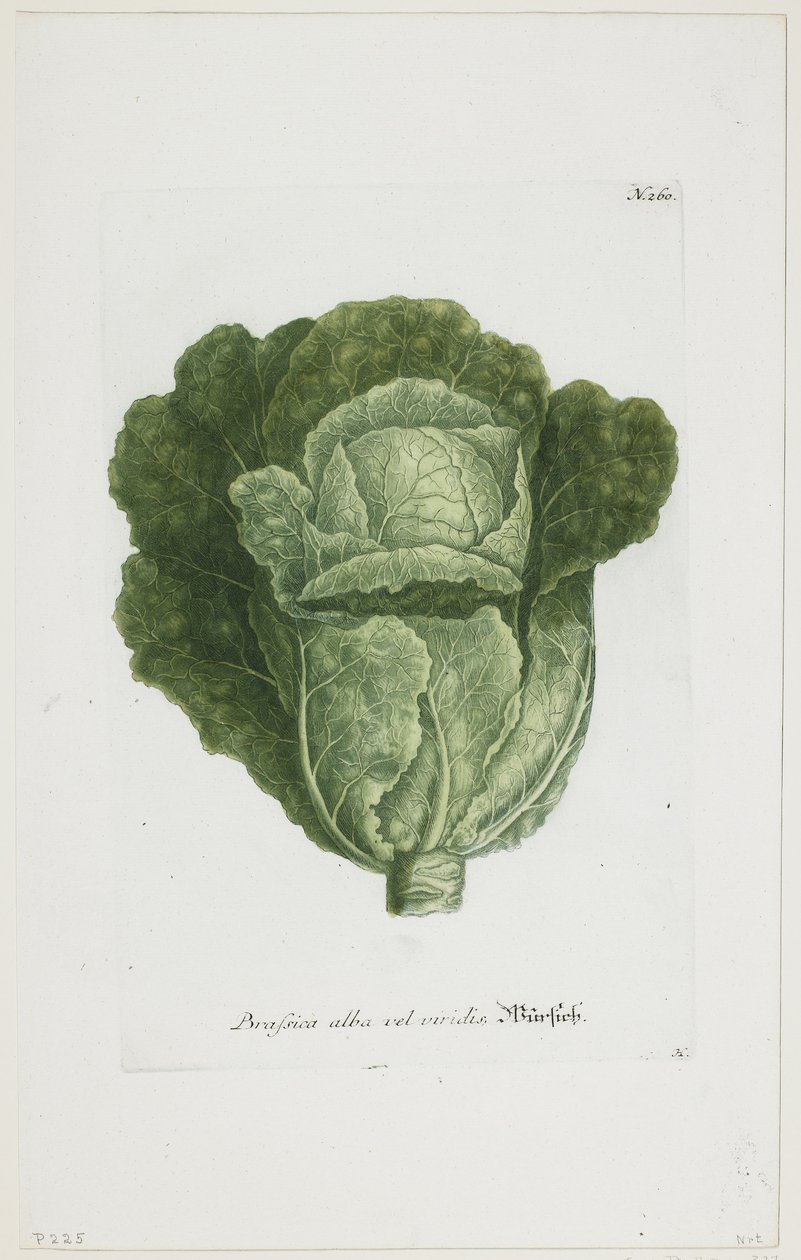 Brassica alba vel viridis, z Phytanthoza Iconographia, 1735-45 autorstwa Johann Jakob Haid